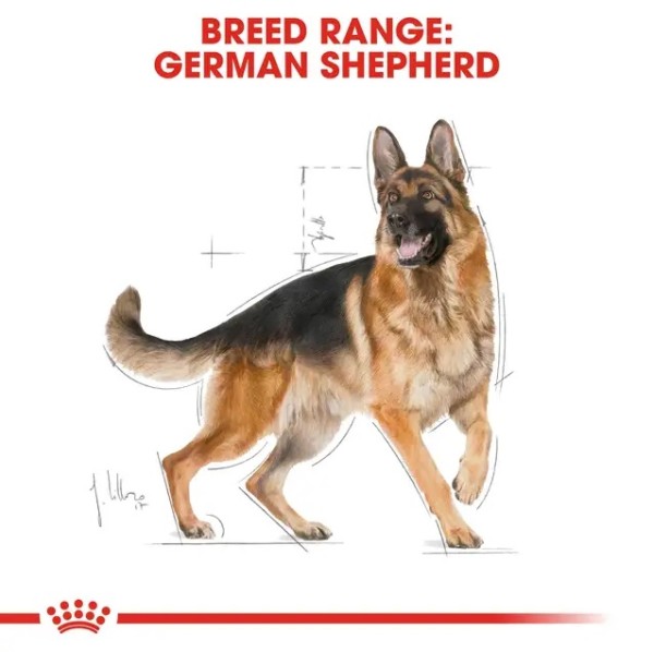 Royal Canin German Shepherd Adult - Суха храна за немски овчарски в зряла възраст